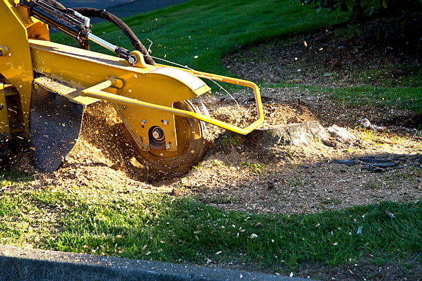 Best Tree Cutting Near Me  in Elk Grove Vlage, IL